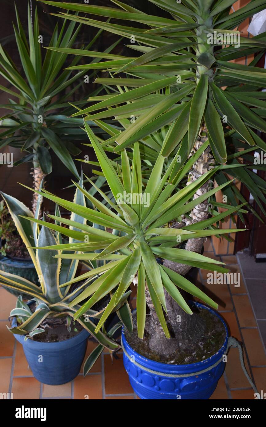 Yucca palm trees Stock Photo Alamy