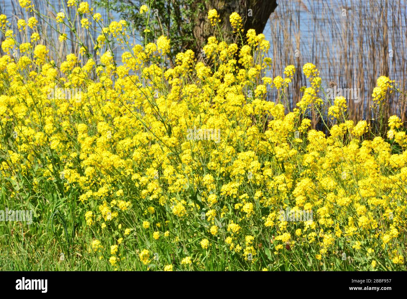Close up view bright yellow flowers next to reed beds in Biesbosch National Park; one of the last extensive areas of freshwater tidal wetlands in Nort Stock Photo