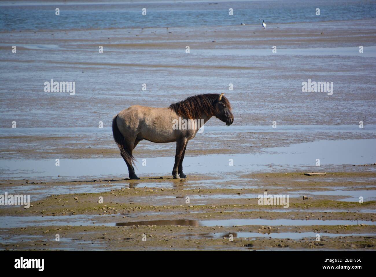 One of the wild horses standing in the wetlands in Biesbosch National Park; one of the last extensive areas of freshwater tidal wetlands in Northweste Stock Photo