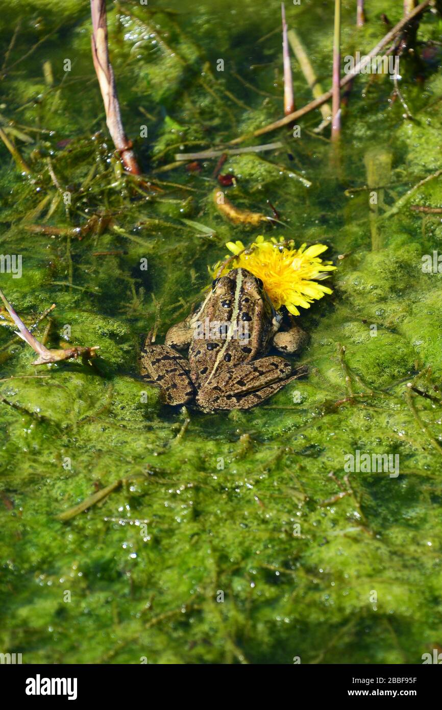 Close up of a frog sitting next to a bright yellow dandillion in otherwsie green pond Stock Photo