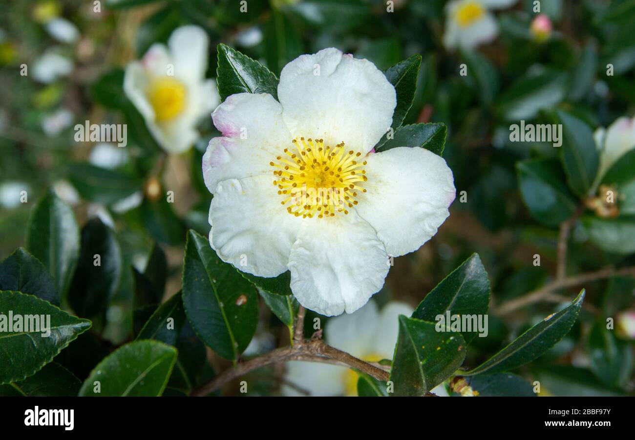 mountain Camellia flower. evergreen plant of the family Theaceae