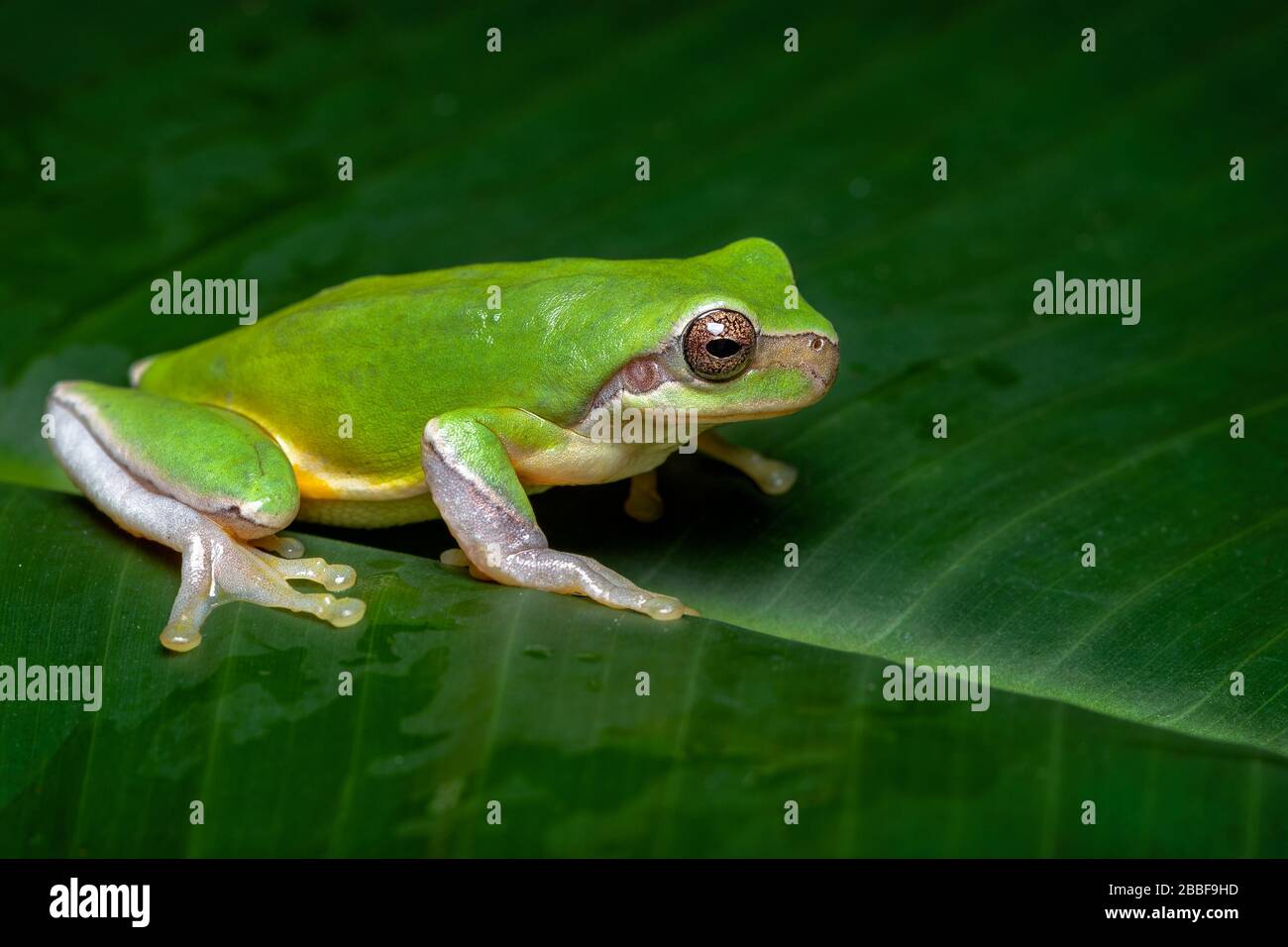 Chinese Tree Frog (Hyla chinensis Stock Photo Alamy