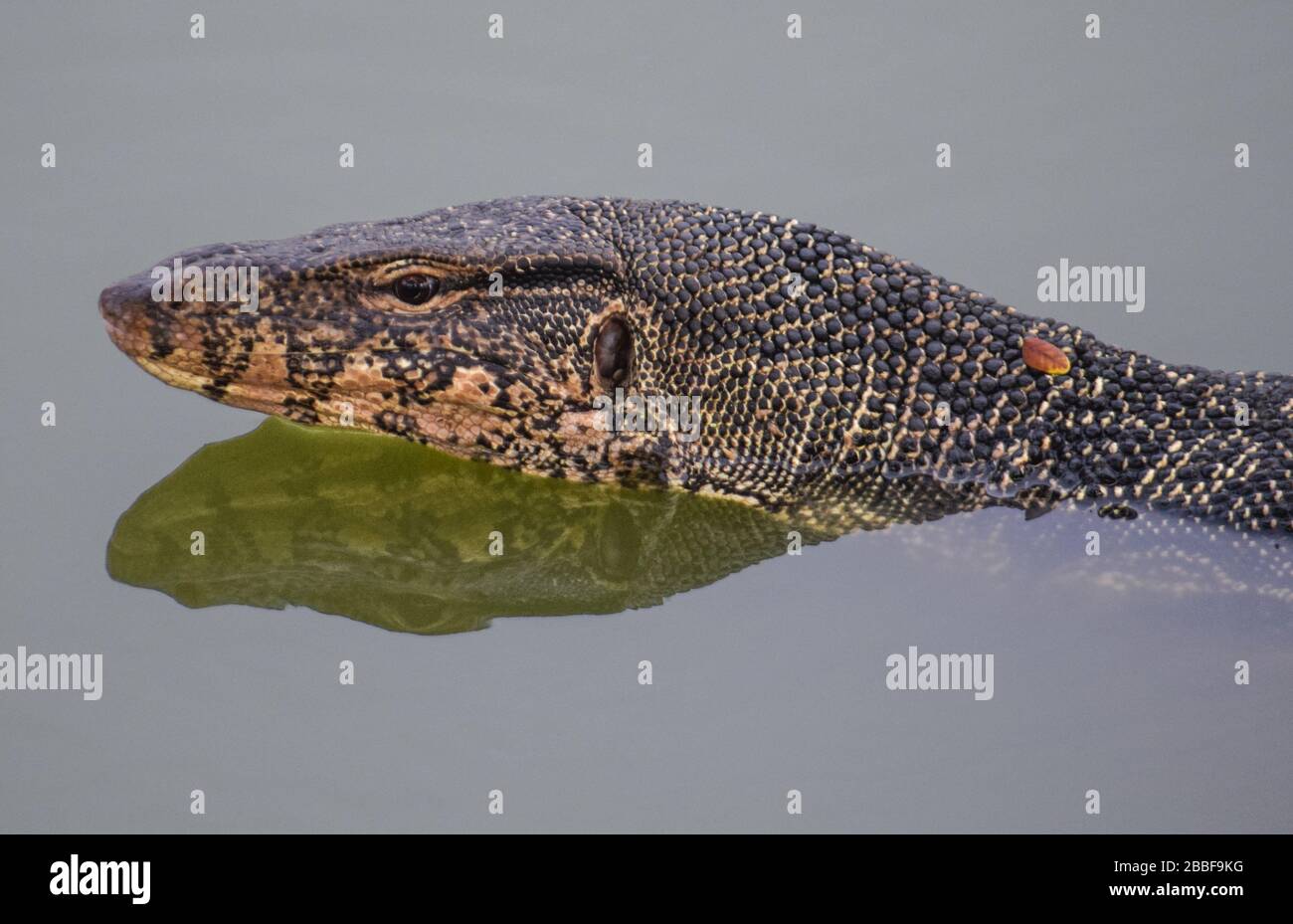 Large Water Monitor, Ayutthaya 110120 Stock Photo - Alamy