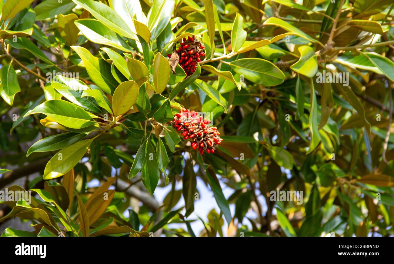 Branch of Magnolia Grandiflora tree, with seed pod and red, ripe seeds. genus of flowering plants in the Magnoliaceae  Stock Photo