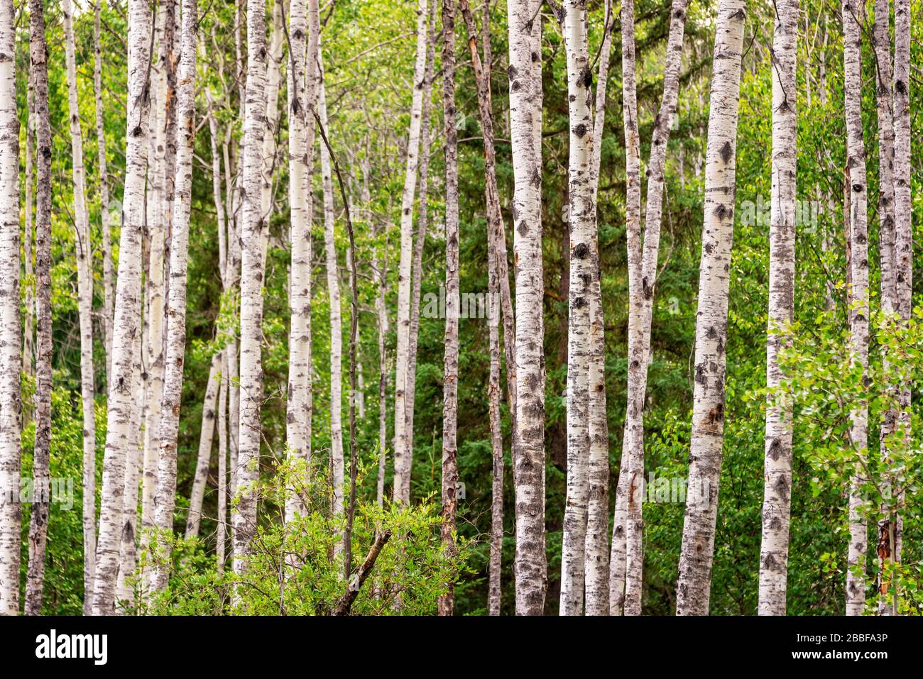 Birch trees forest in summer Birch tree trunks on green pine trees background Stock Photo