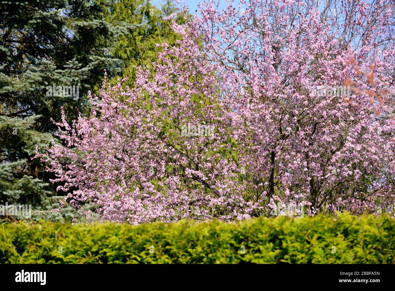 Bright springtime garden with a beautiful flowering blood plum tree and a green hedge as a background. Seen in March in Germany Stock Photo