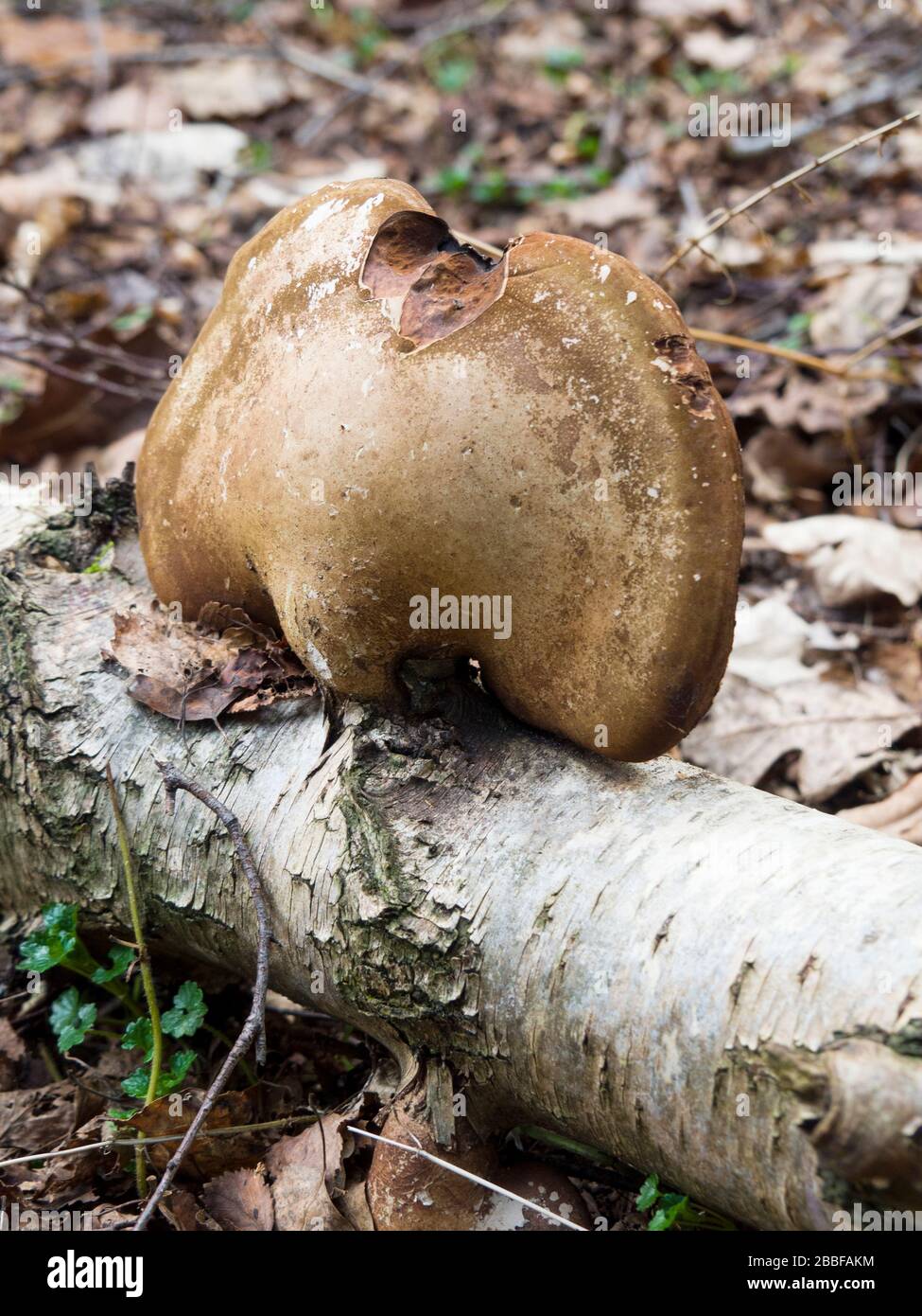 Birch Bracket Fungus (Piptoporus betulinus) found in the woods on the Sandringham Estate, Norfolk, UK Stock Photo