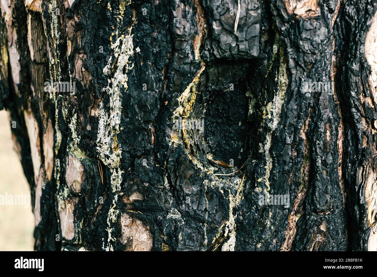 Burned tree bark. Wood texture. Black surface Stock Photo