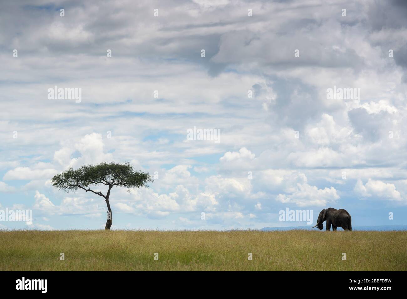 Typical masai mara landscape hi-res stock photography and images - Alamy