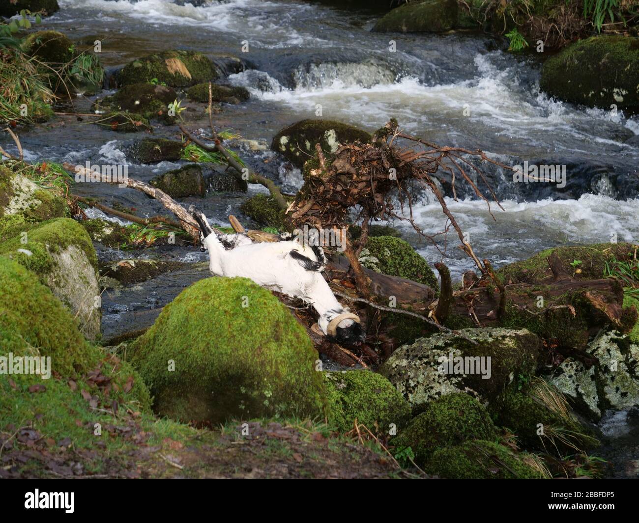 Dartmoor National Park Devon UK near Burrator Reservoir dead sheep drowned in flooding Stock Photo