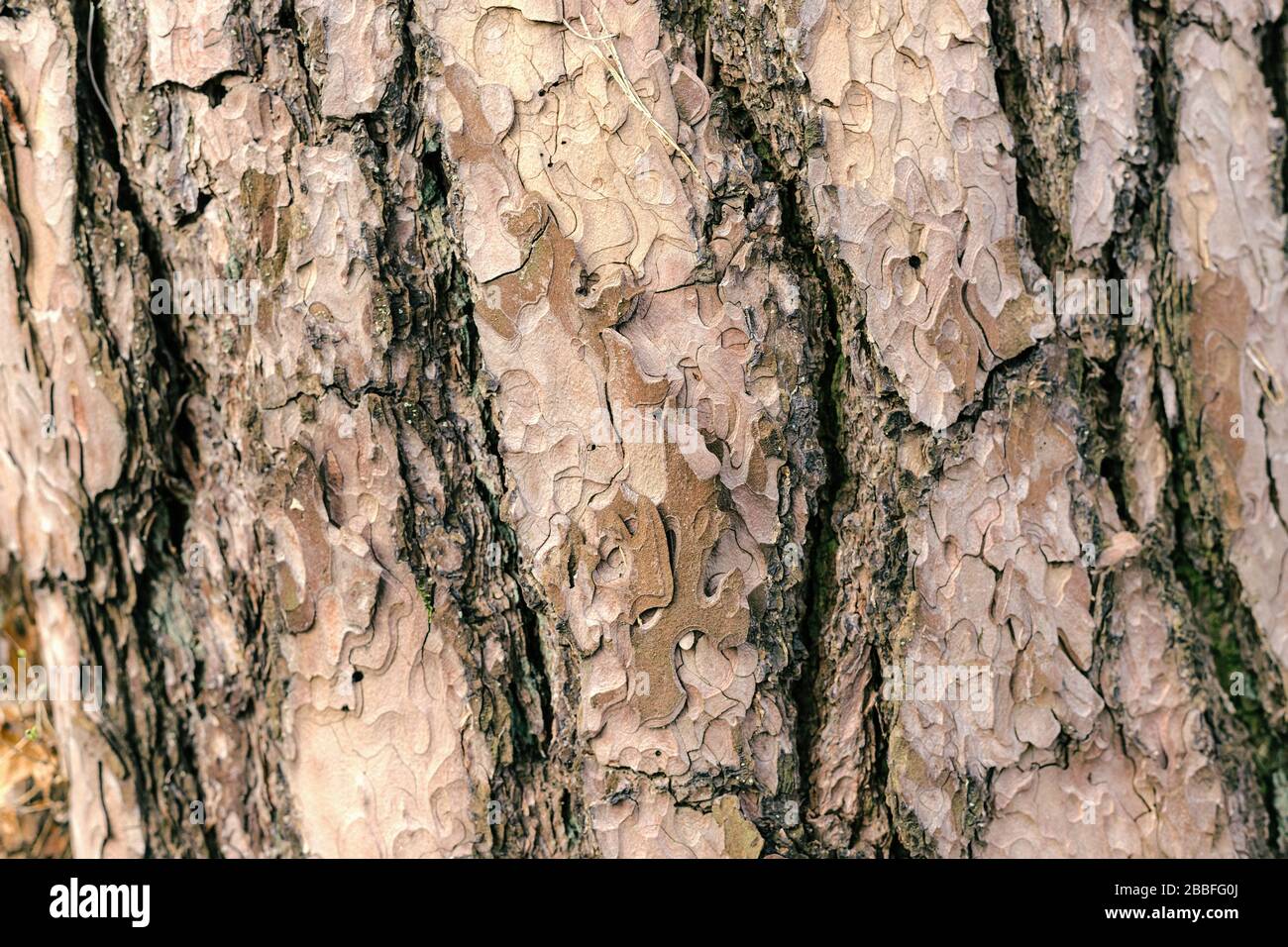 Detailed photo background of a tree bark Stock Photo