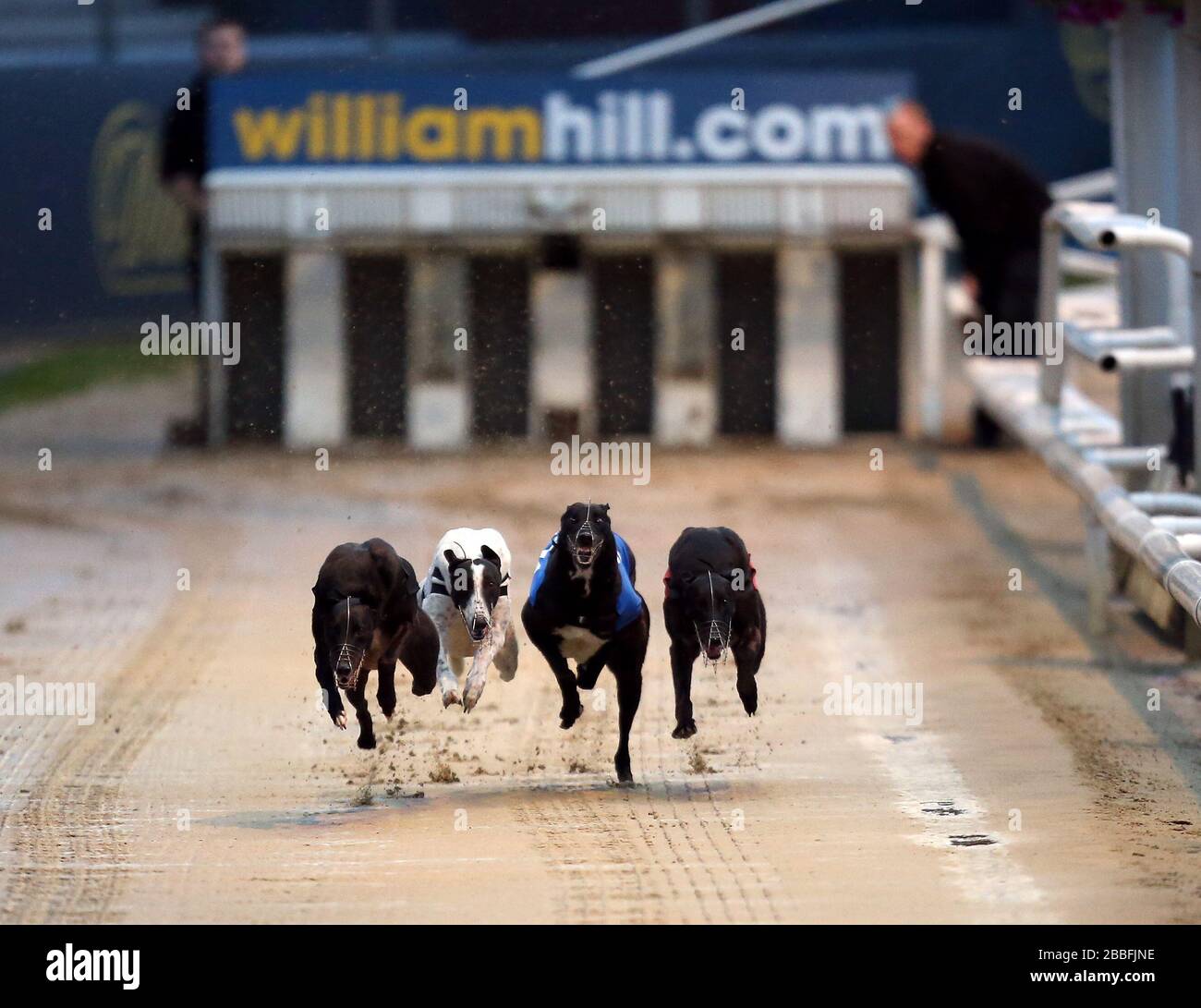 Holborn Junior (no.4 black), Fire Height Spec (no.3 white), Knockglass Billy (no.2 blue) and Money Talks (no.1 red) in action during the William Hill Greyhound Derby 2nd Round Heat 13 Stock Photo
