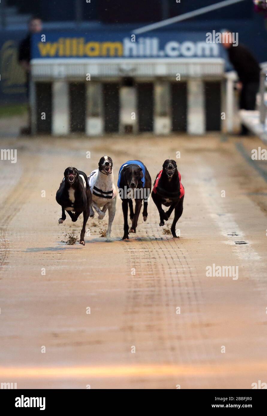 Holborn Junior (no.4 black), Fire Height Spec (no.3 white), Knockglass Billy (no.2 blue) and Money Talks (no.1 red) in action during the William Hill Greyhound Derby 2nd Round Heat 13 Stock Photo