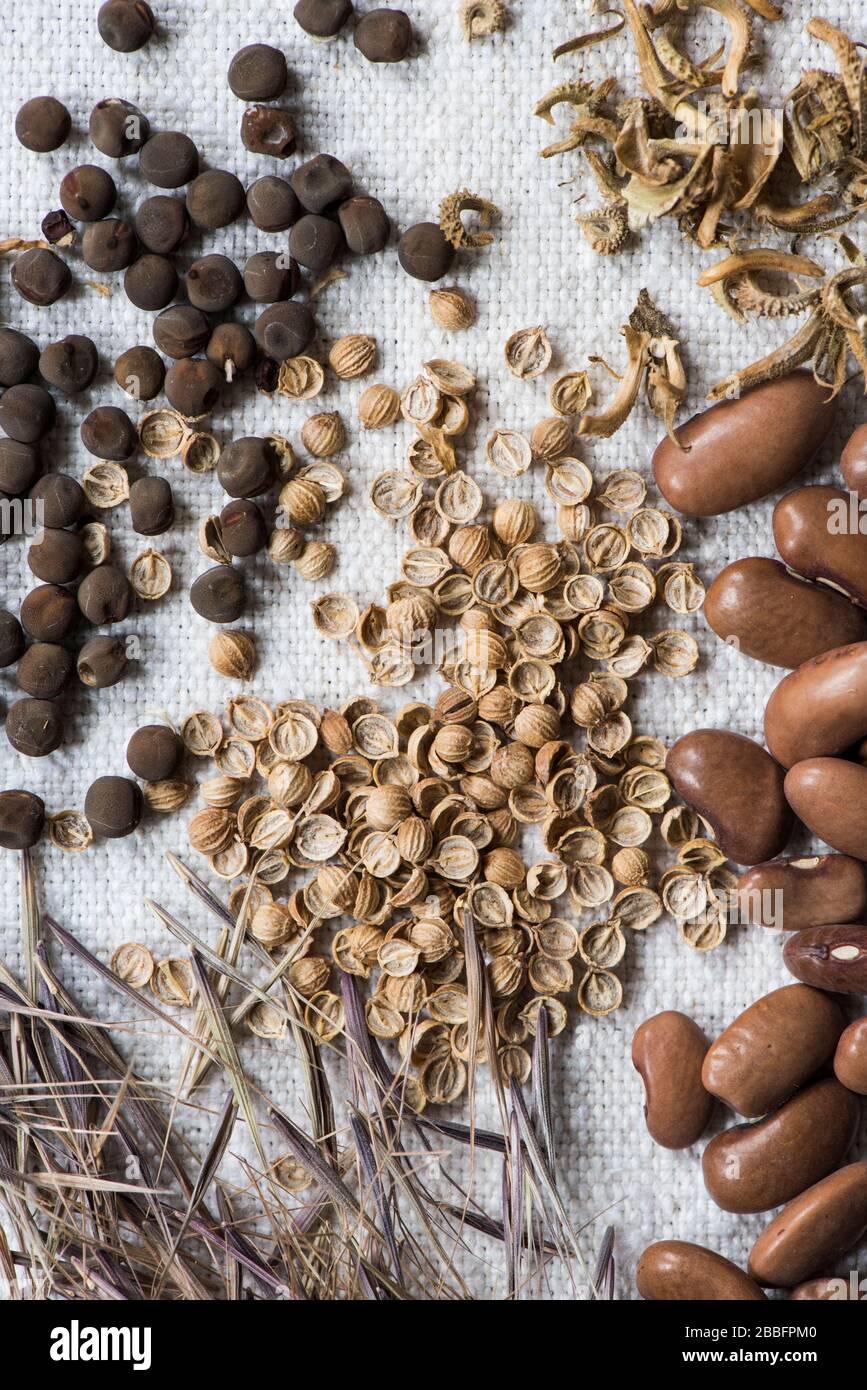 Vegetable seeds hi-res stock photography and images - Alamy