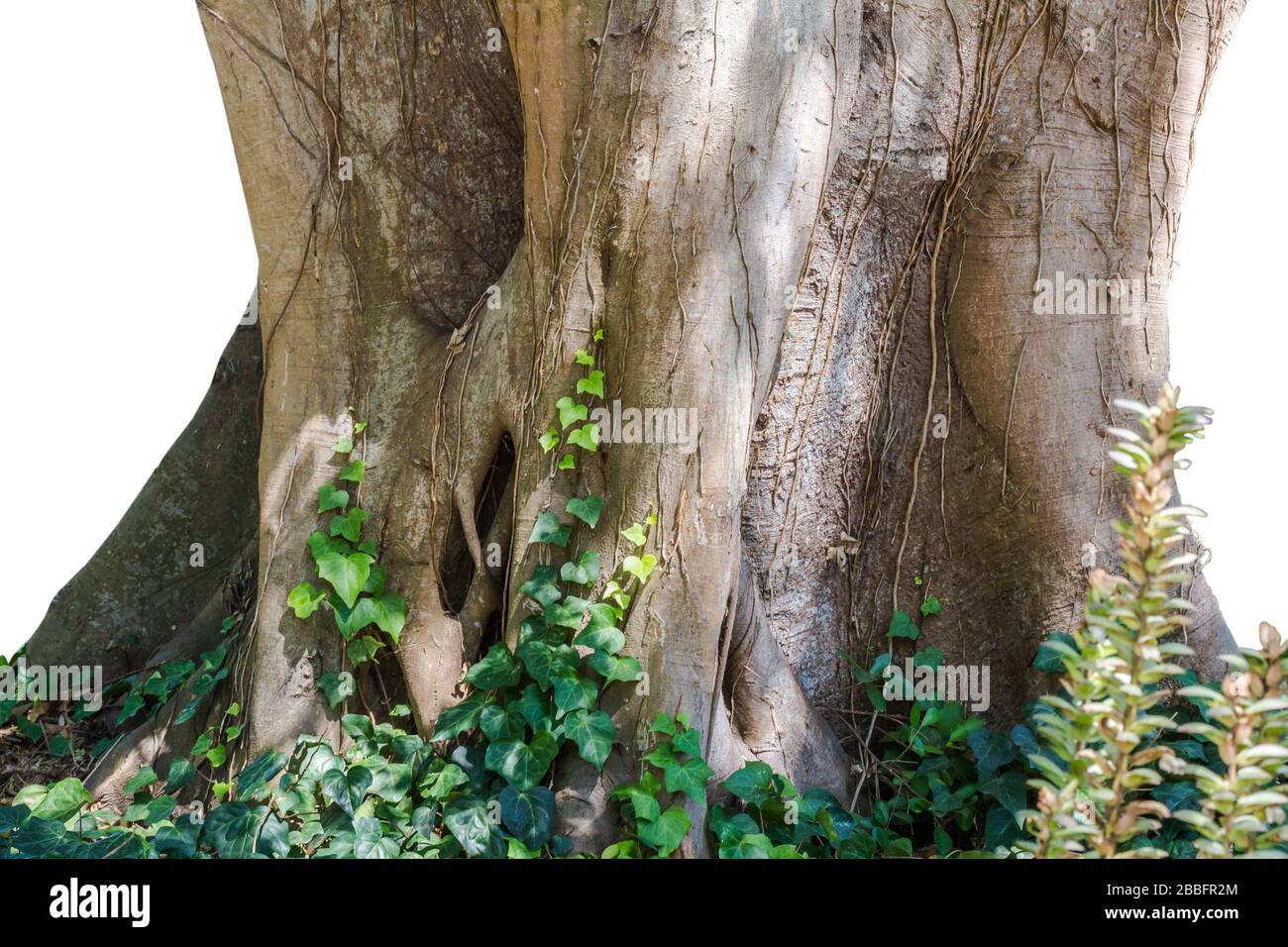 Massive tree trunk of a old wild fig tree with ivy and foliage close up isolated on white background Stock Photo