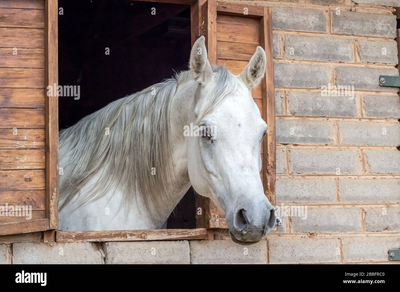 Beautiful Arabian Horse Looking Out Of Stall Window At Brick Stable
