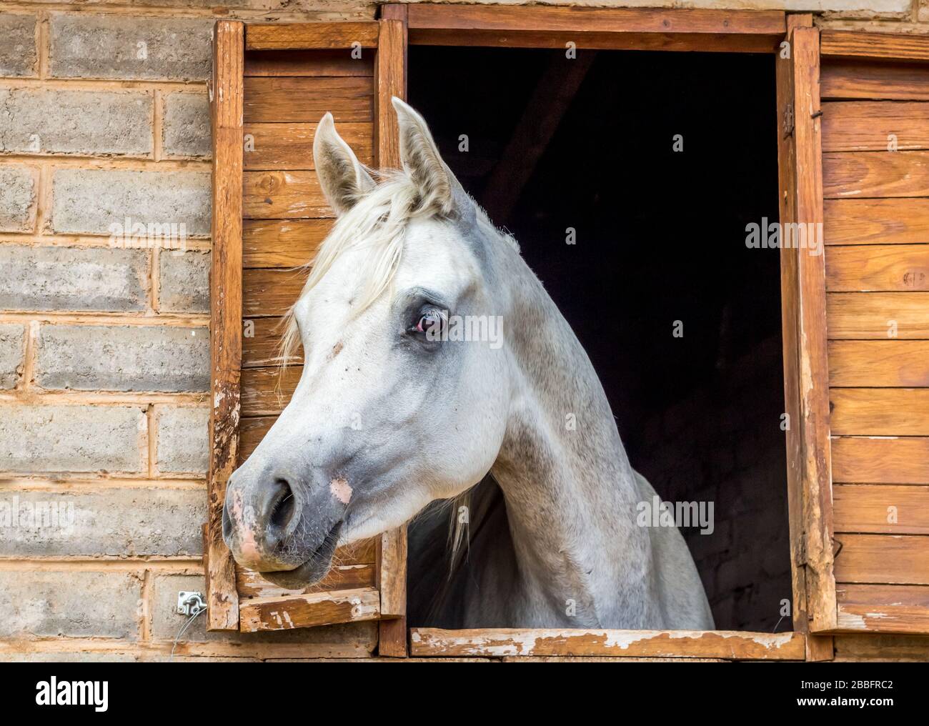 White Arabian horse looking out of stall window at stable - horse portrait Stock Photo