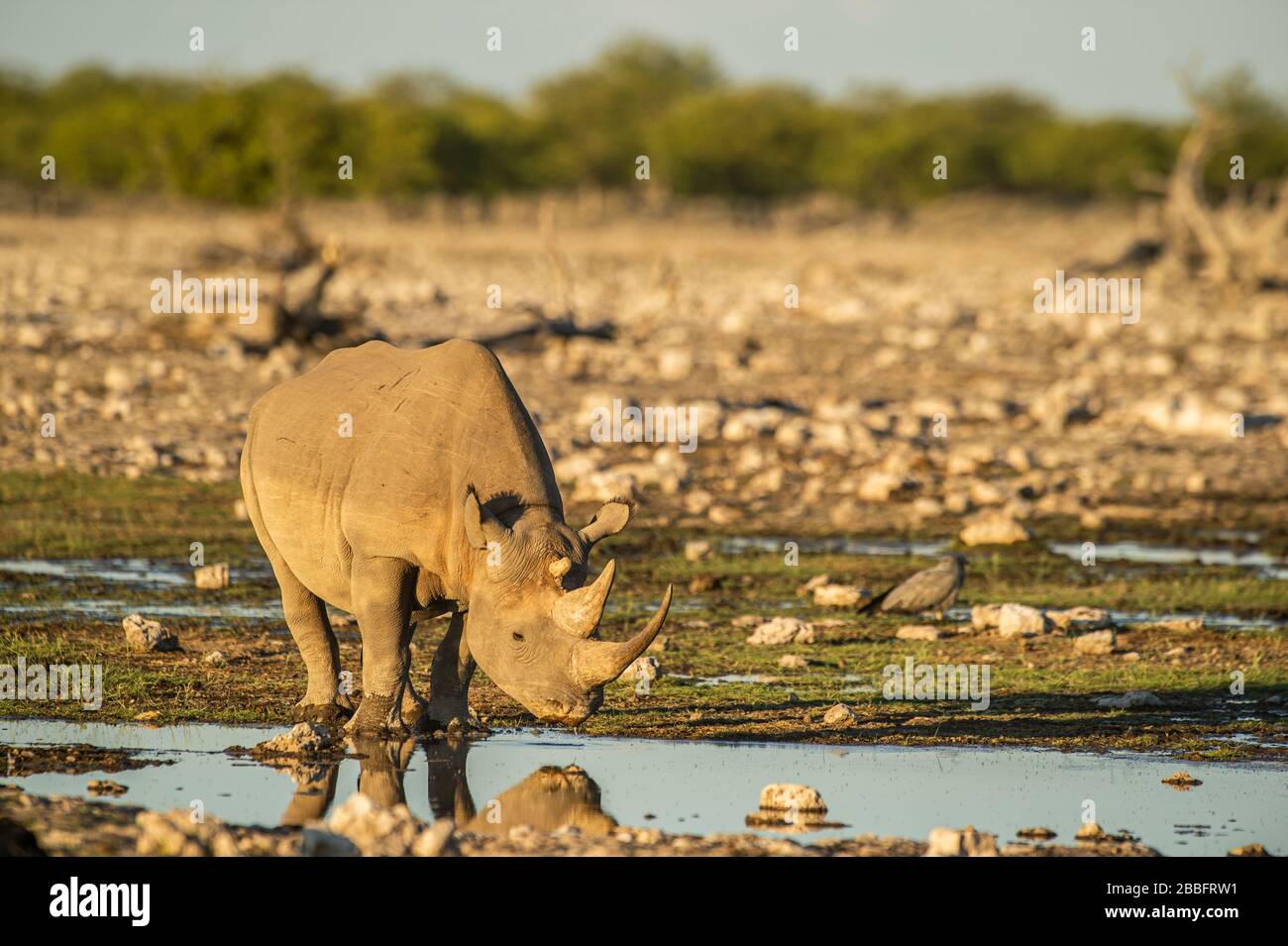 3 horned black rhino Stock Photo - Alamy