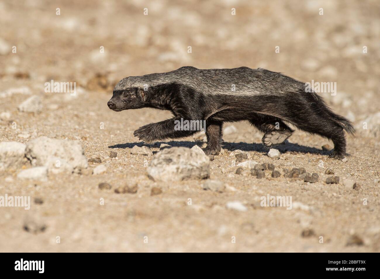 Honey Badger High Resolution Stock Photography and Images Alamy