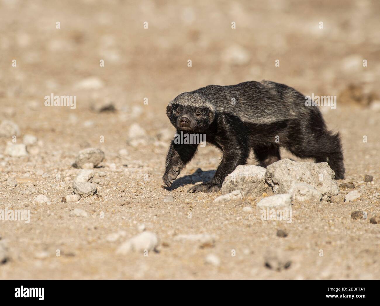 Honey badger hires stock photography and images Alamy