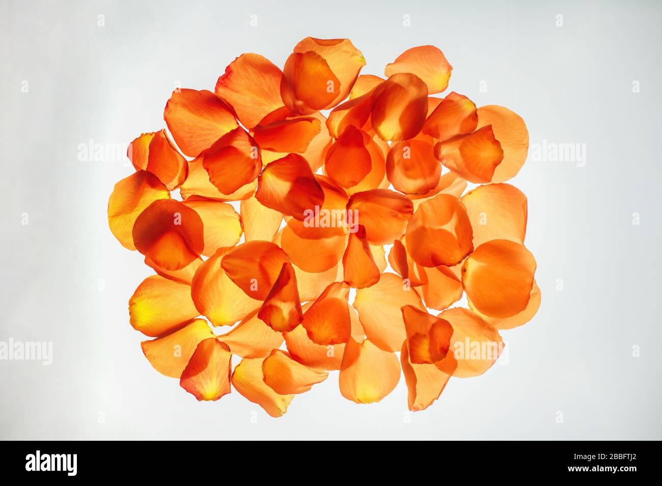 Pile rose petals hi-res stock photography and images - Alamy