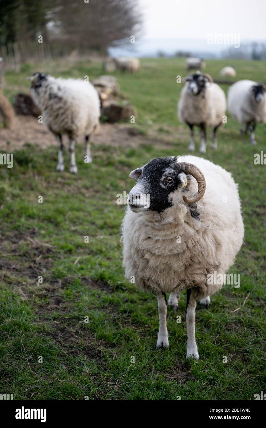 Sheep in springtime, North Yorkshire, UK. Stock Photo