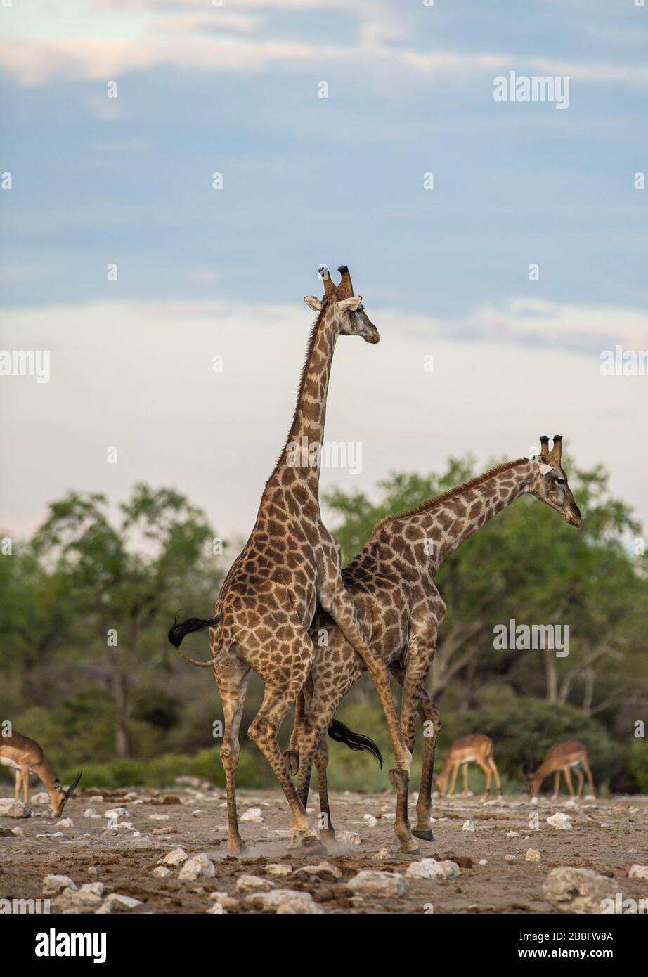 Giraffe Mating Hi res Stock Photography And Images Alamy giraffe-mating-hi-res-stock-photography-and-images-alamy