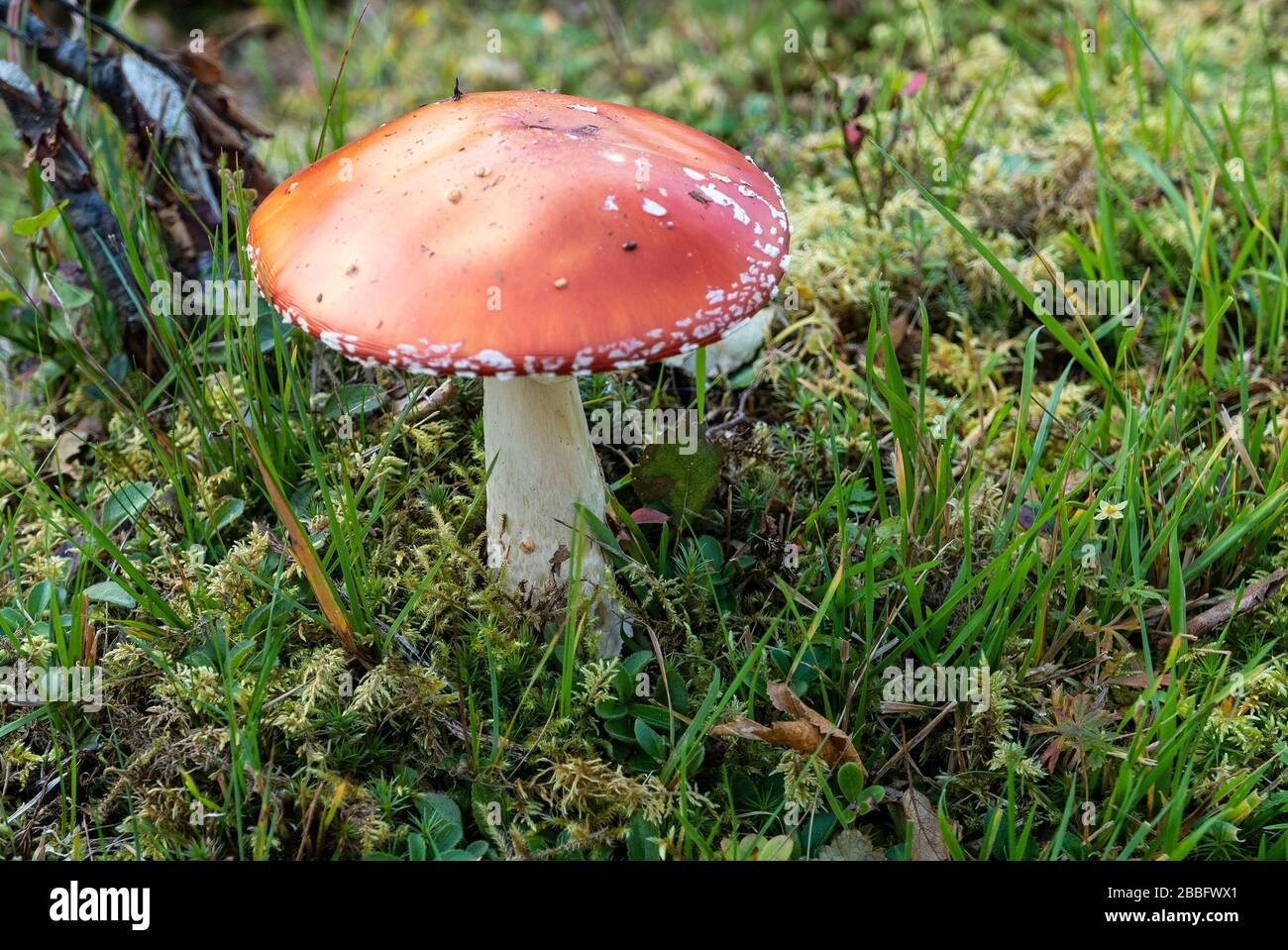 Amanita muscaria a poisonous mushroom in plenty in the Northern Hemisphere said to be consumed by the Viking Berserker to achieve battle rage. Stock Photo