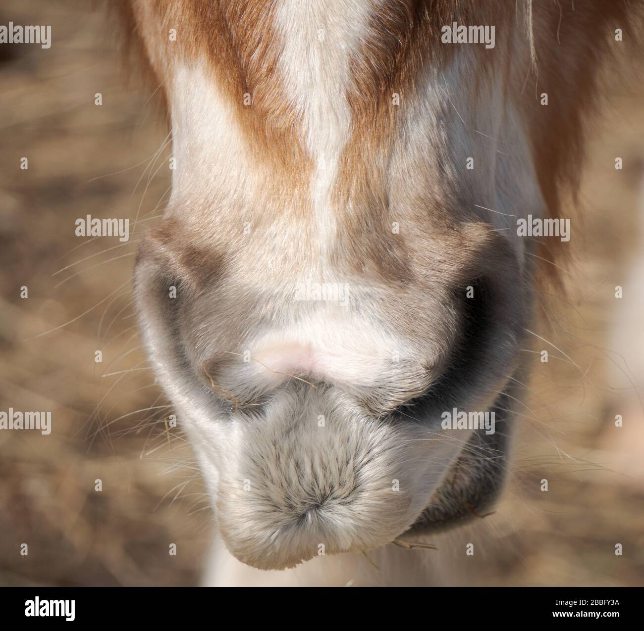 Bless you sneeze hires stock photography and images Alamy