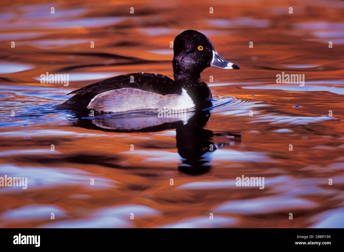 Ring Necked Duck, Aythya collaris,Santee Lakes, California, USA, adult Male breeding plumage Stock Photo