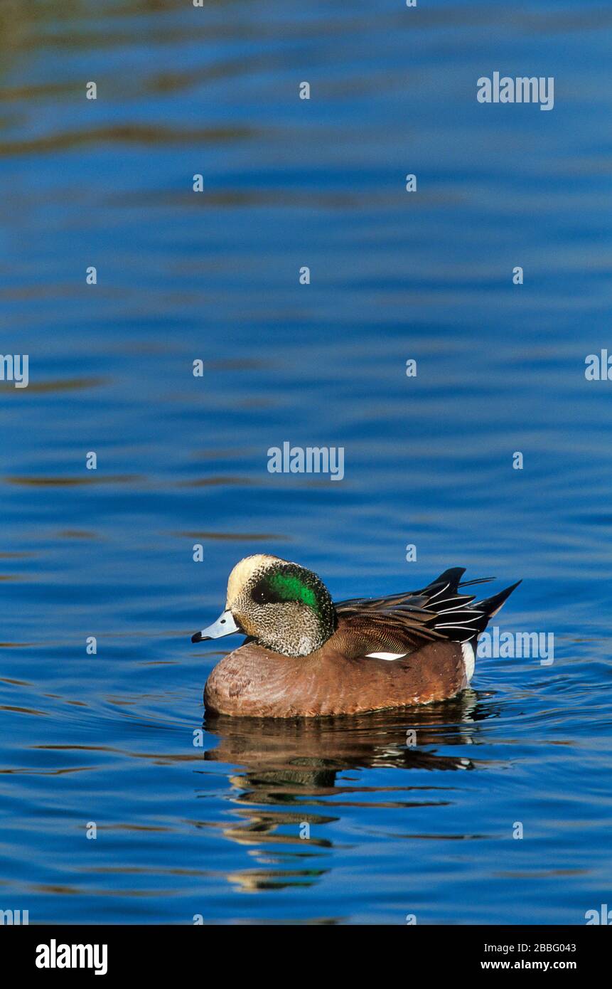 American Wigeon, Anas americana, Adultm Breeding Plumage, Santee Lakes ...