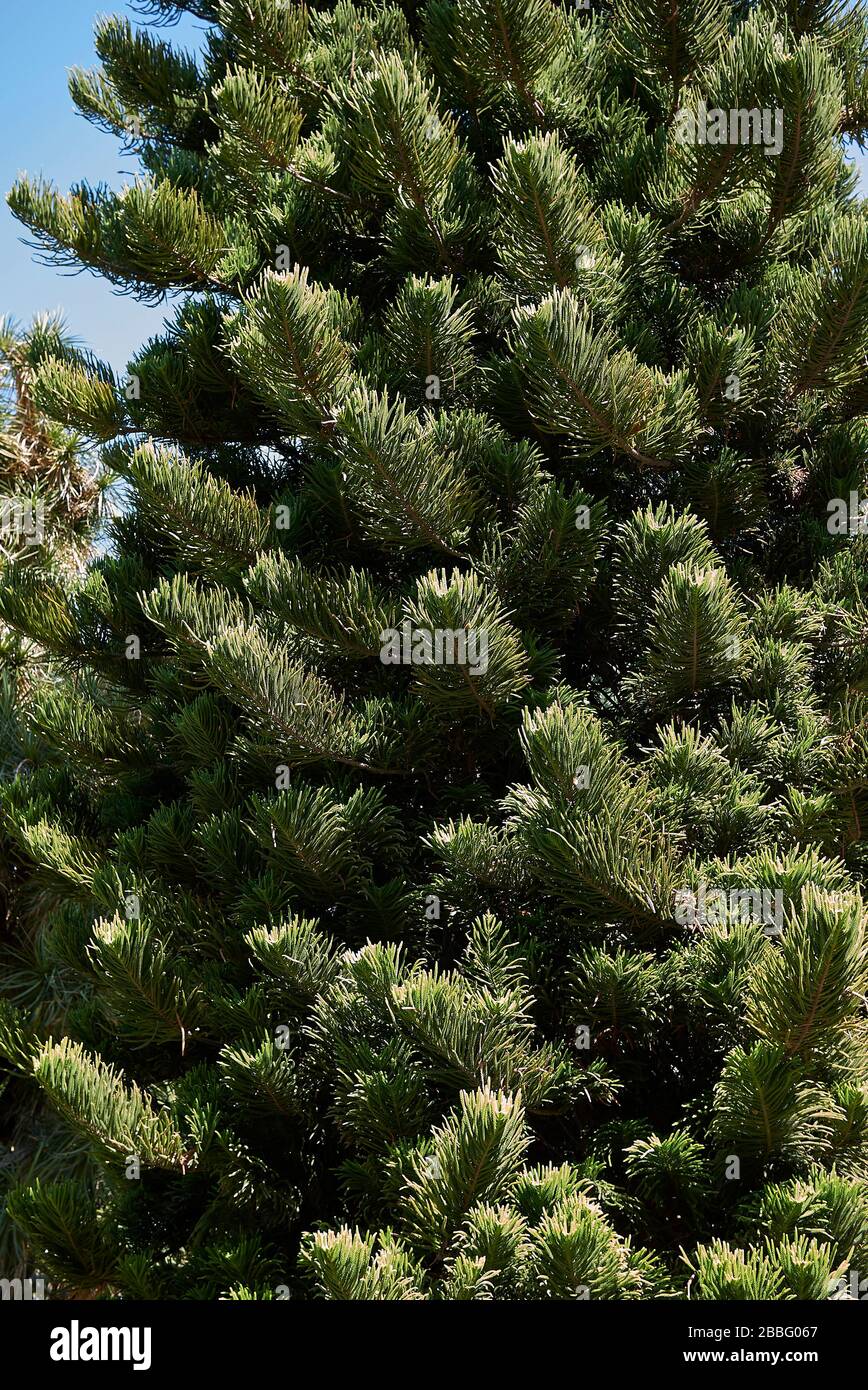 Aracaria heterophylla evergreen foliage Stock Photo