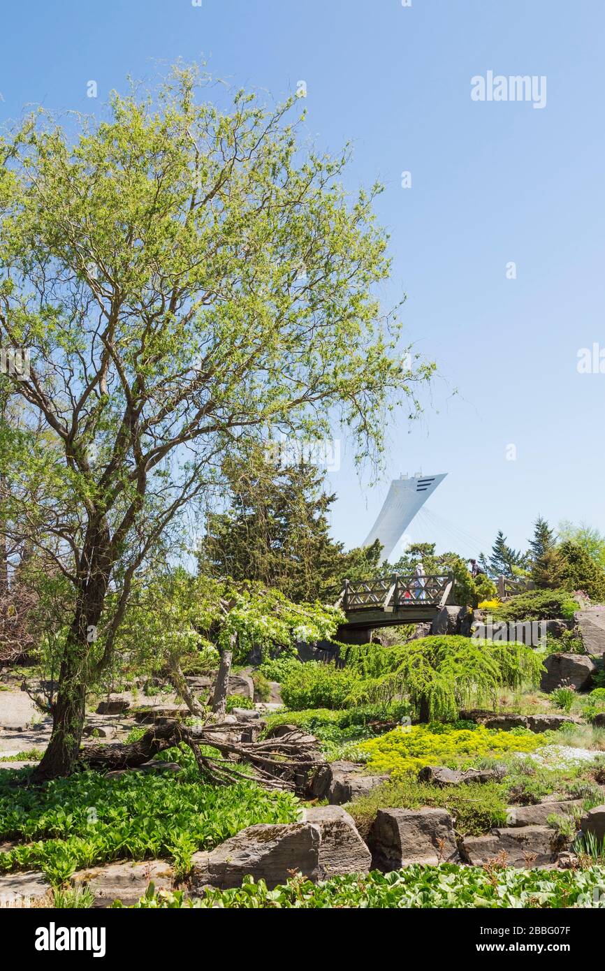 Rock edged borders with Hosta - Plaintain Lily plants, flowering trees, flowers and wooden footbridge in Alpine garden with Olympic stadium tower in background in spring, Montreal Botanical Garden, Quebec, Canada Stock Photo