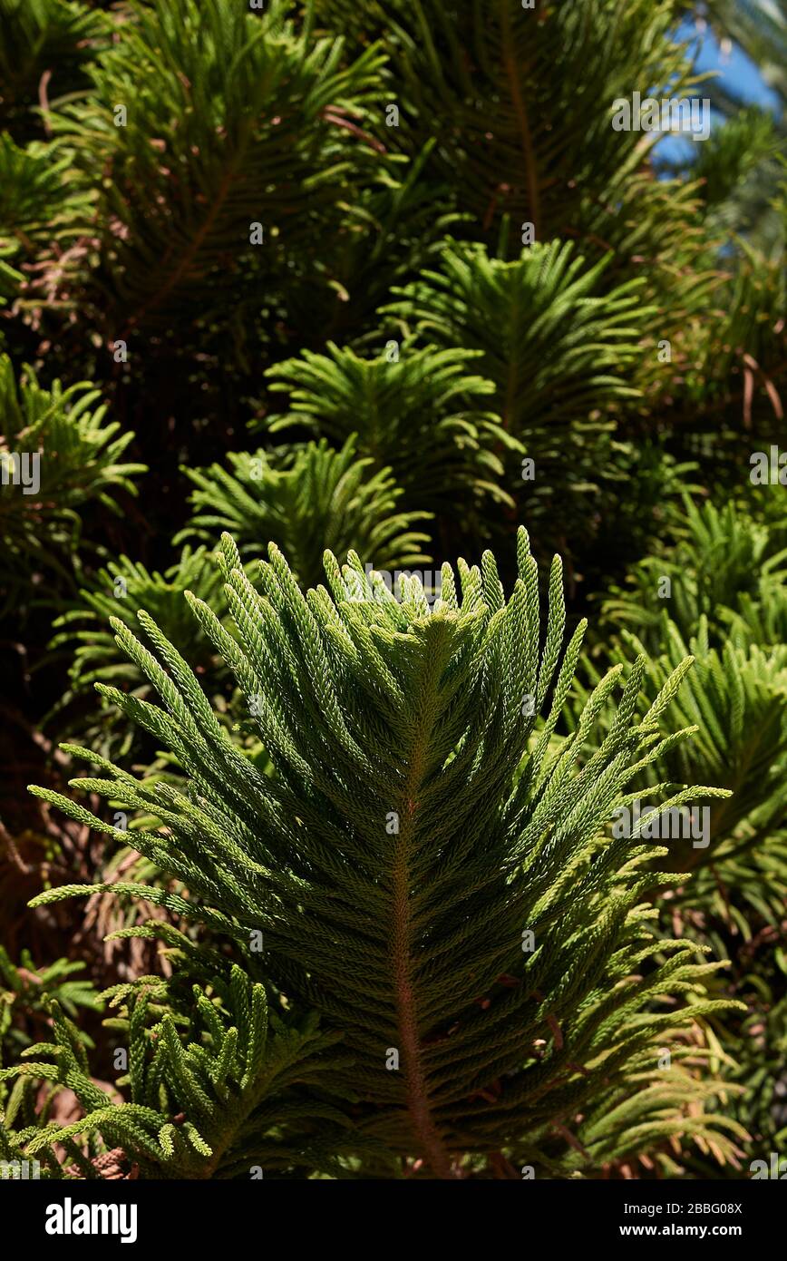 Aracaria heterophylla evergreen foliage Stock Photo