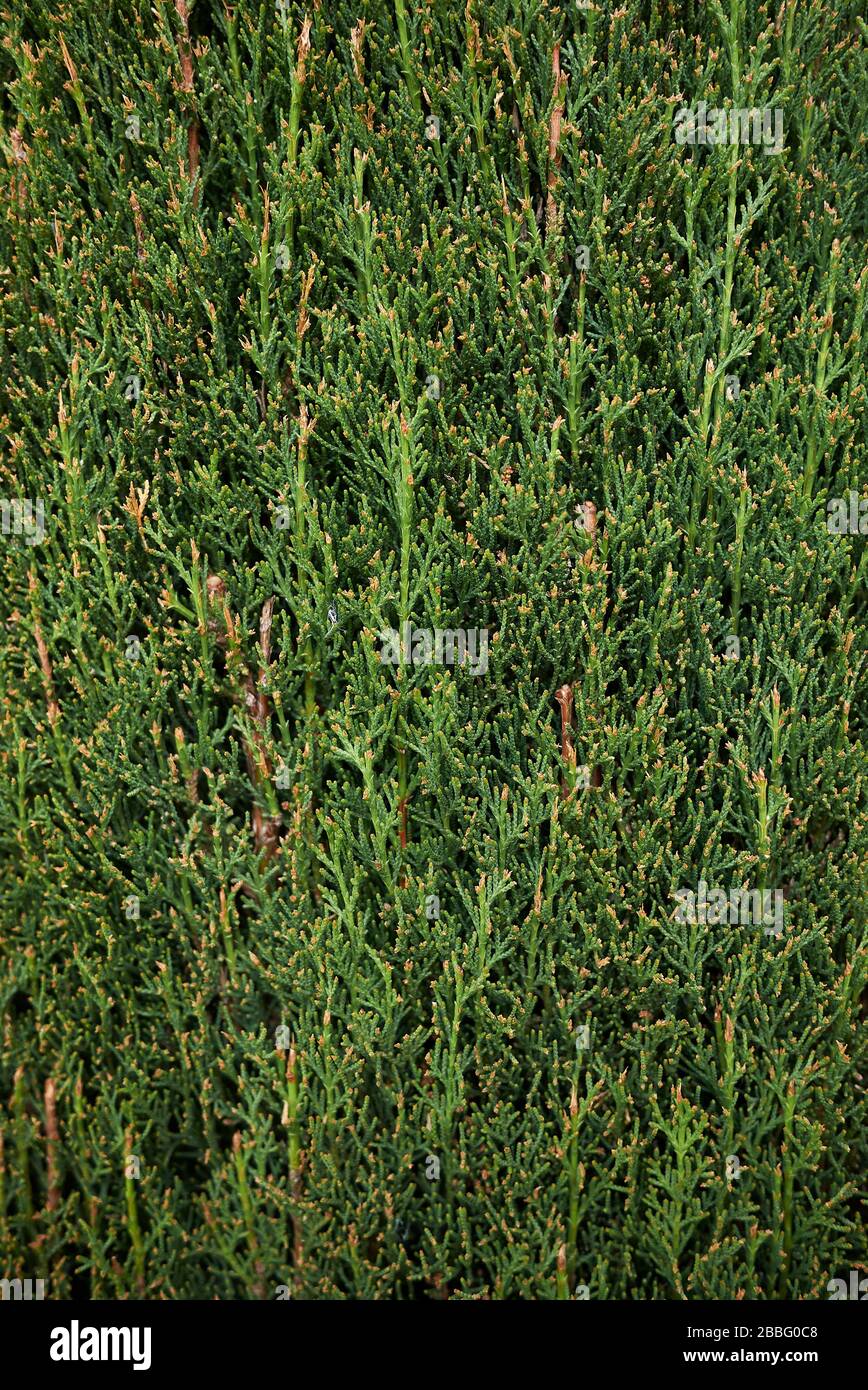 Cupressus sempervirens evergreen foliage Stock Photo
