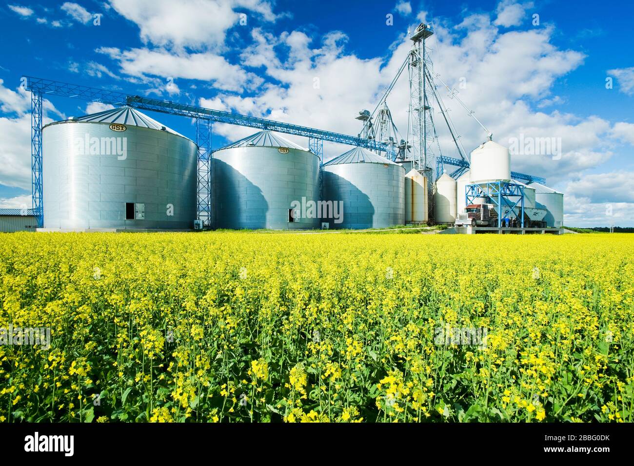 a field of bloom stage canola with grain handling structure, including storage bins(silos), in the background,  near Somerset, Manitoba, Canada Stock Photo