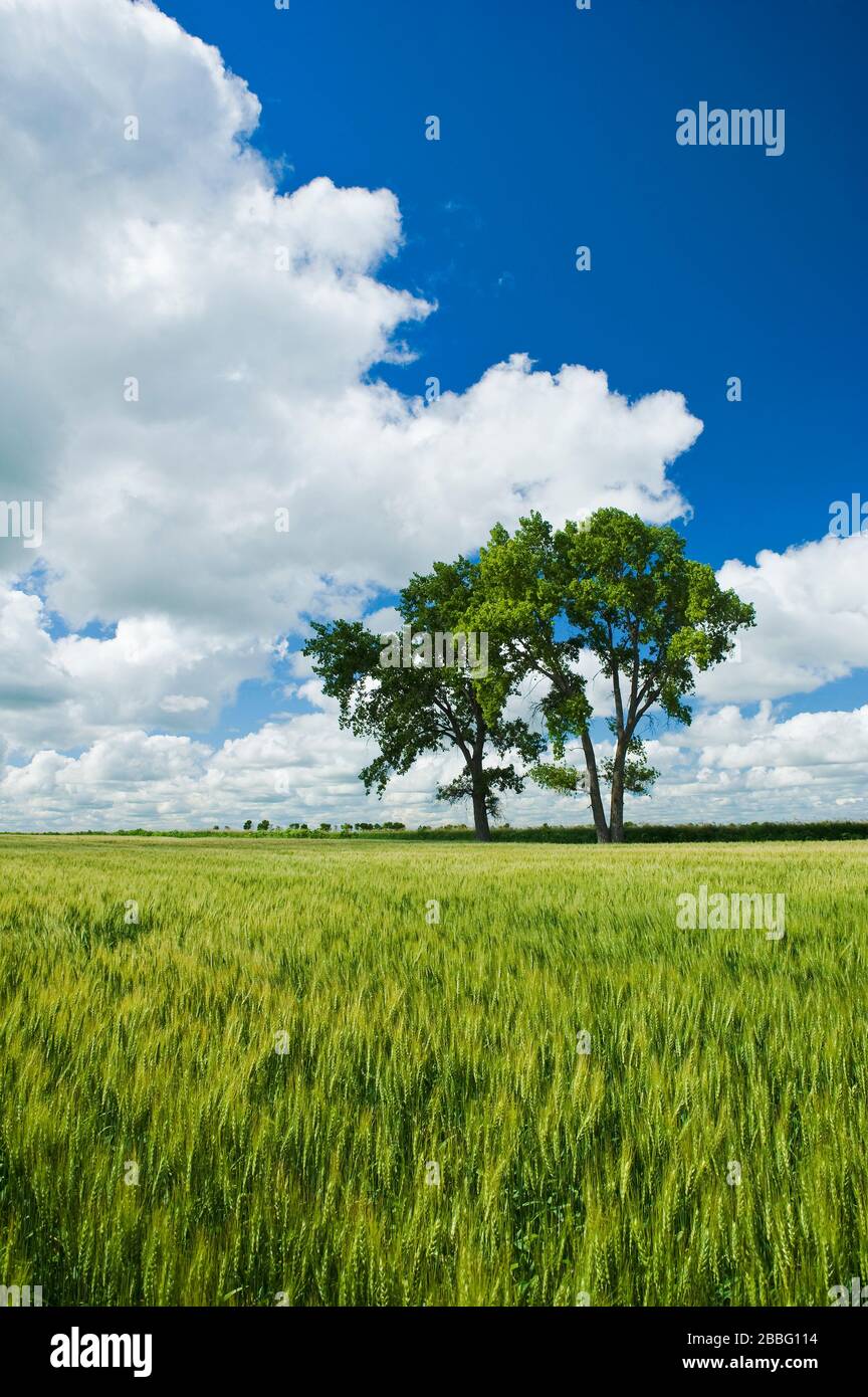 cottonwood trees, spring wheat field near Roland, Manitoba, Canada Stock Photo
