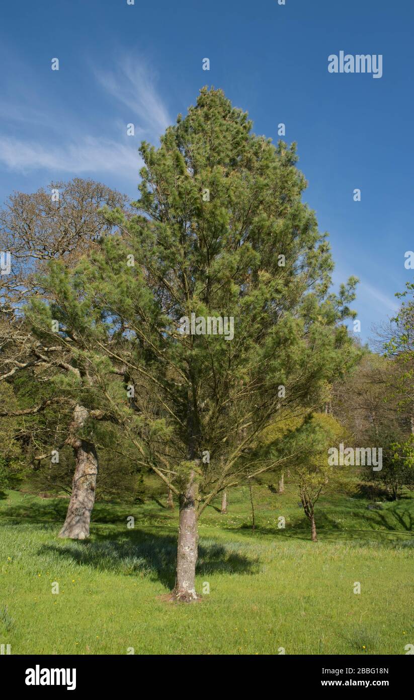Green Foliage of the Evergreen Eastern White or Weymouth Pine Tree (Pinus strobus) In a Garden in Rural Devon, England, UK Stock Photo