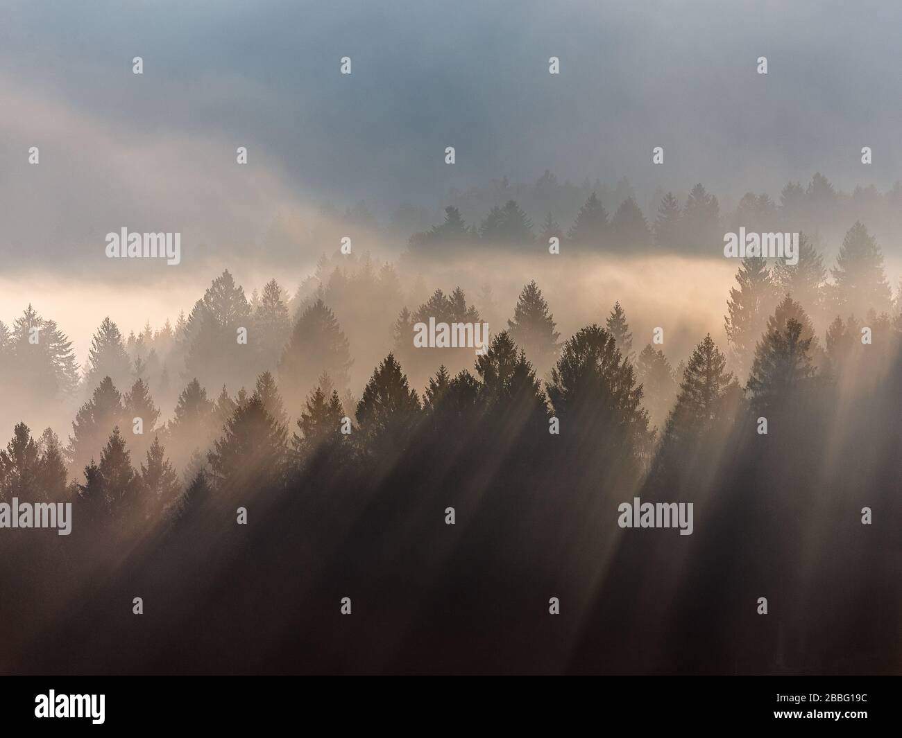 The Cansiglio coniferous forest. Sunlight at sunrise, beams of light on  trees through the fog. Evocative mountain landscape. Prealpi Venete, Italy. Stock Photo