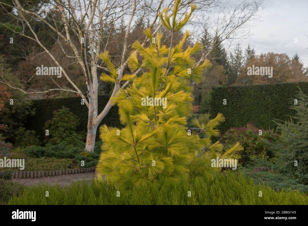 Golden Yellow Foliage of a Pine Tree (Pinus strobus 'Louie') in a Country Cottage Garden Stock Photo