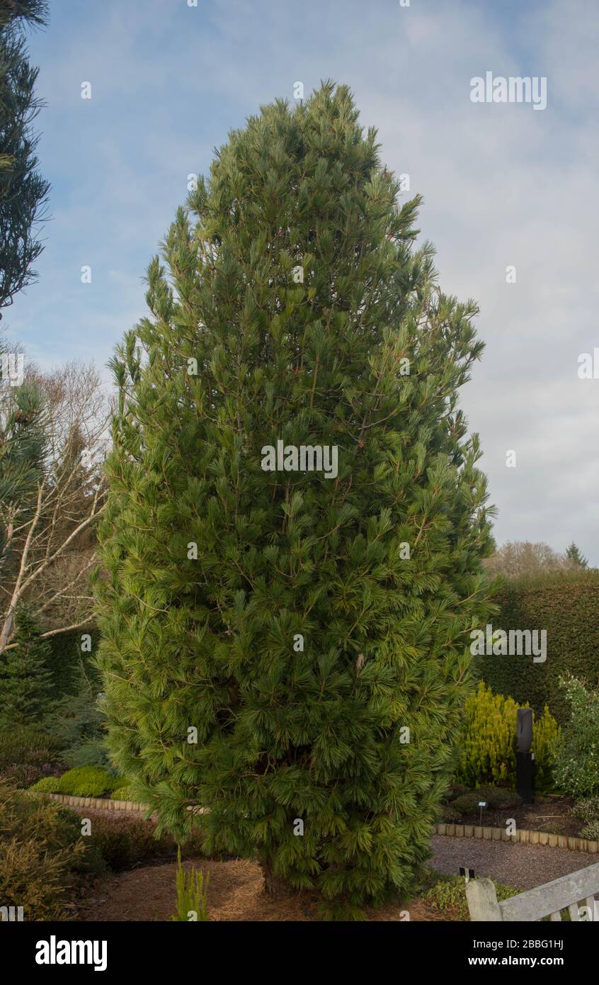 Eastern White Pine (Pinus strobus 'Densa') in a Winter garden in Rural Devon, England, UK Stock Photo