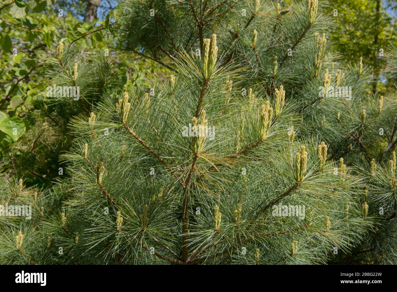 Spring Foliage of a Dwarf Eastern White Pine Tree (Pinus strobus 'Compacta') in a Garden in Rural Devon, England, UK Stock Photo