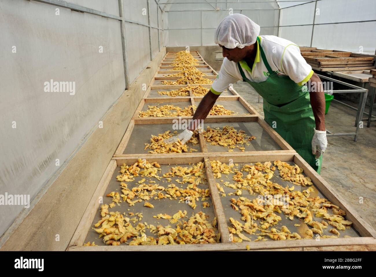 Sri Lanka, Monaragala, Ecowave spice factory, ginger drying Stock Photo