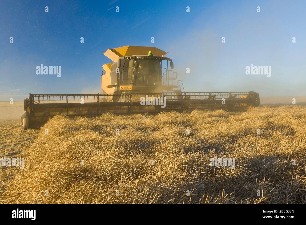 a combine harvester straight cuts in a  mature standing field of canola during the harvest, near Brunkild, Manitoba, Canada Stock Photo