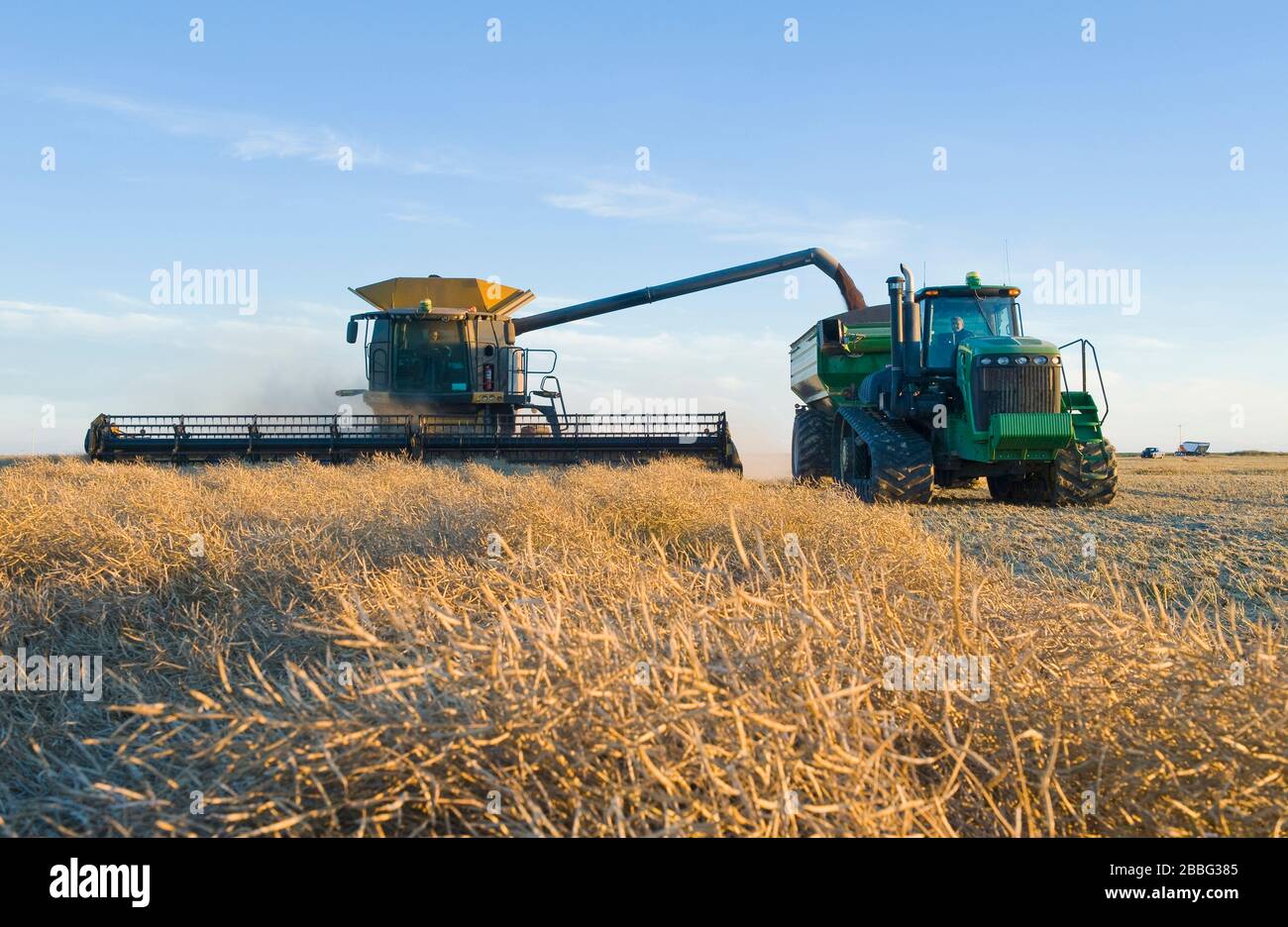 a combine harvester straight cuts a mature standing field of canola while unloading into a grain wagon on the go during the harvest, near Brunkild, Manitoba, Canada Stock Photo