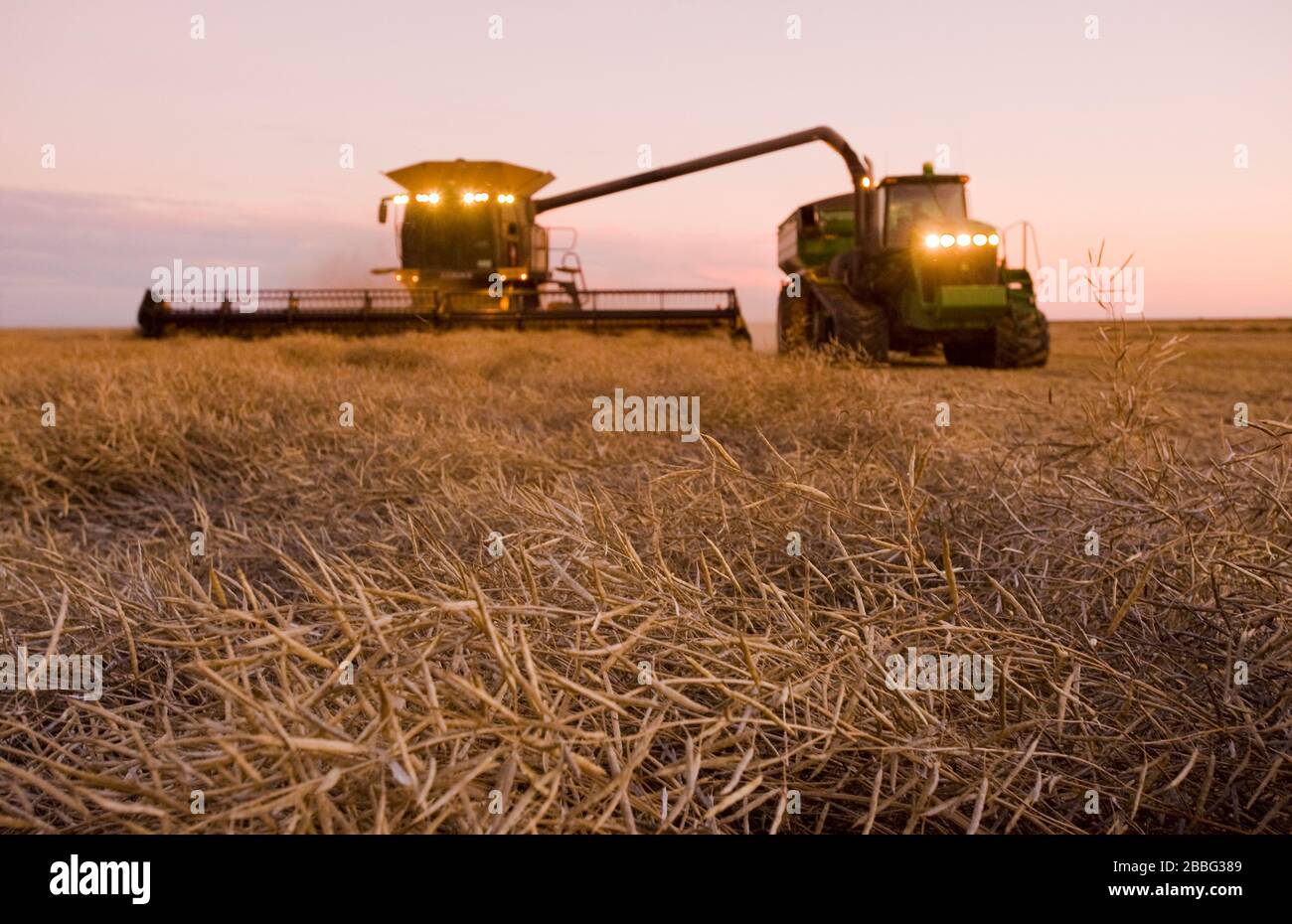 a combine harvester straight cuts a mature standing field of canola while unloading into a grain wagon on the go during the harvest, near Brunkild, Manitoba, Canada Stock Photo