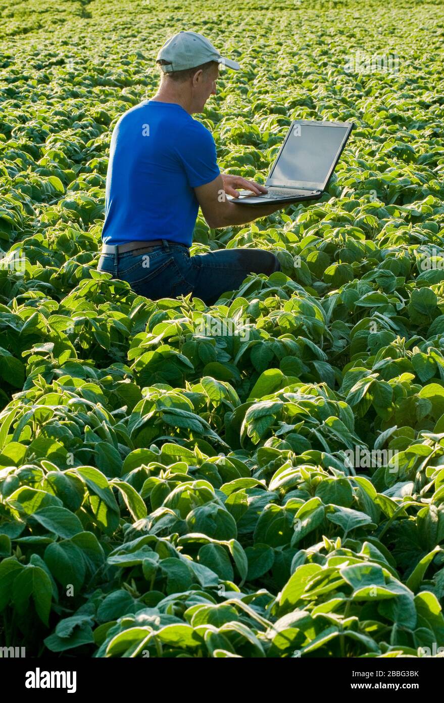 a man using a computer checks a mid growth soybean field, Manitoba, Canada Stock Photo