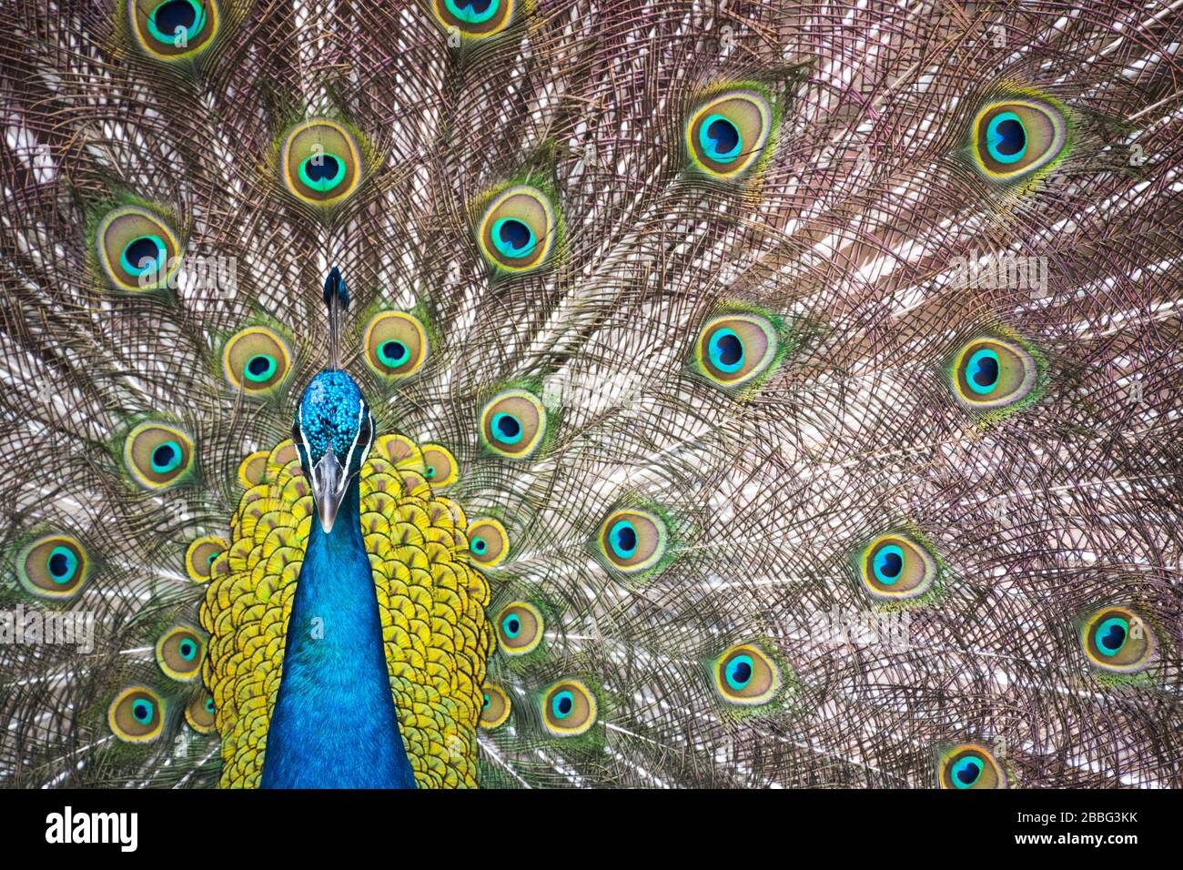 An expansive display of beautiful peacock feathers with the intent to attract a female. Stock Photo
