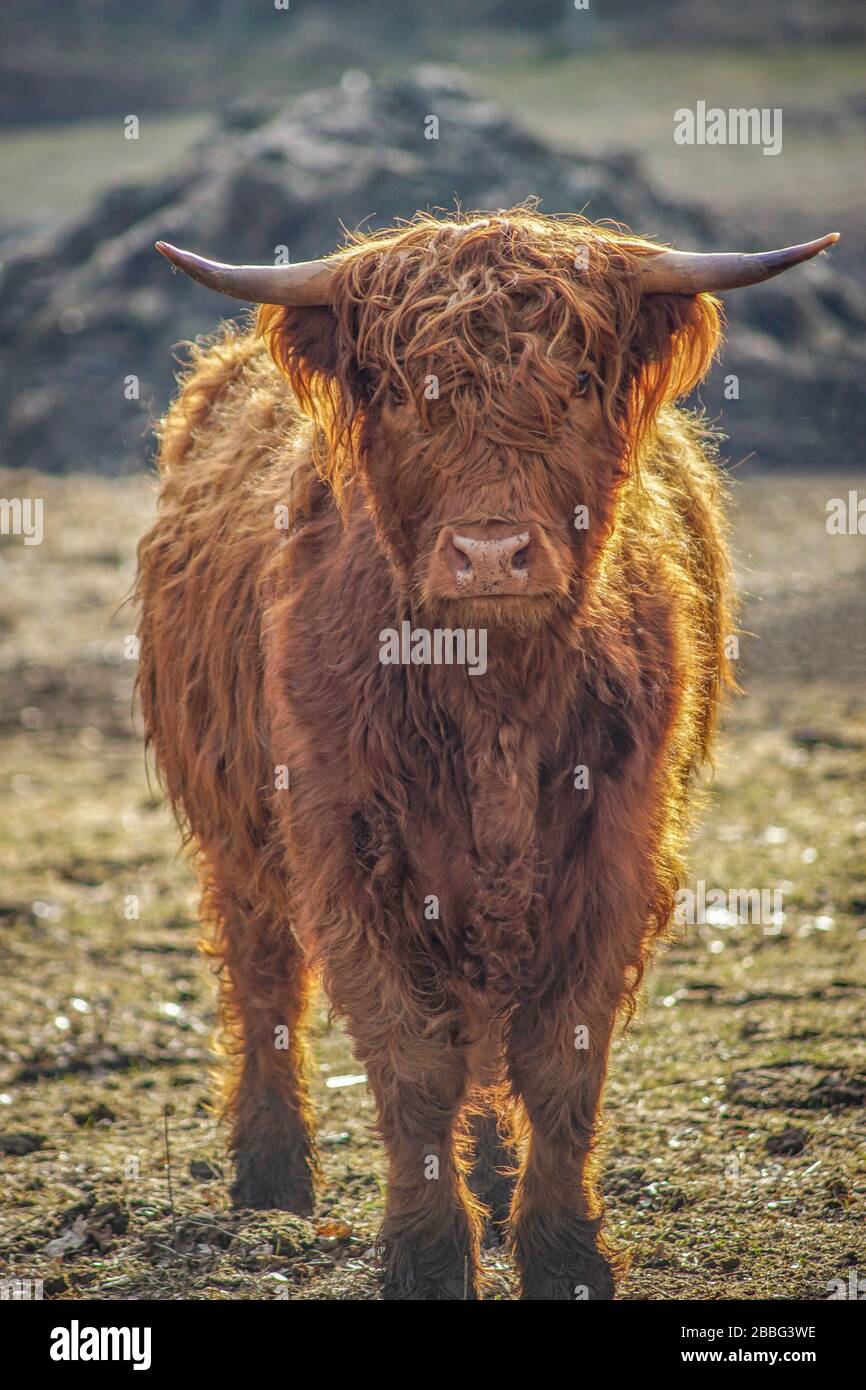 Portrait of a cute brown scottish highland cattle cow in bright ...