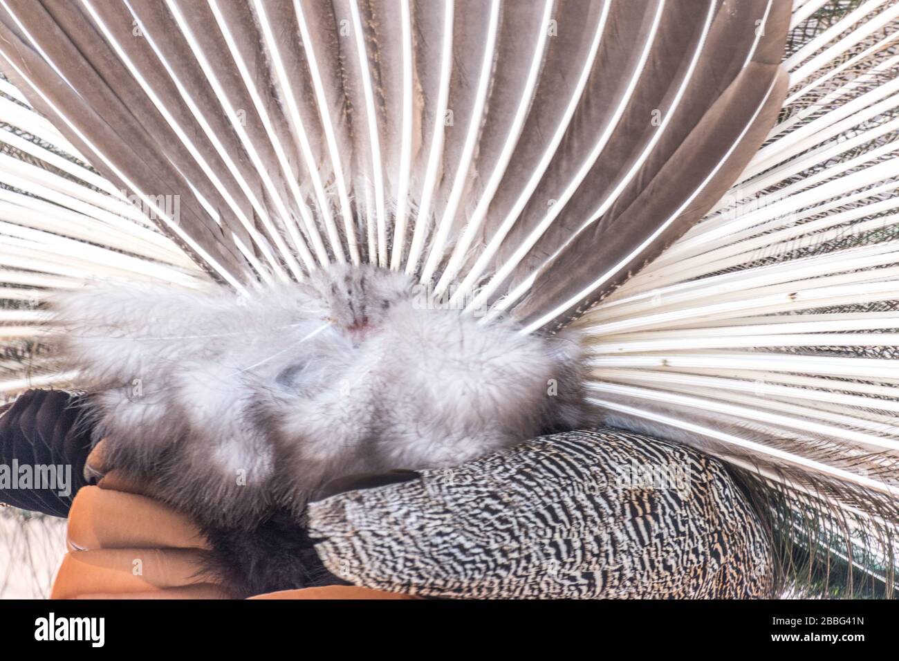 A pattern of peacock feathers from behind. Stock Photo